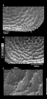 Lectotype of Cythereis echinata Sars, 1866 from Cythereis echinata Sars, 1866 from Brandão & Karanovic, 2015
