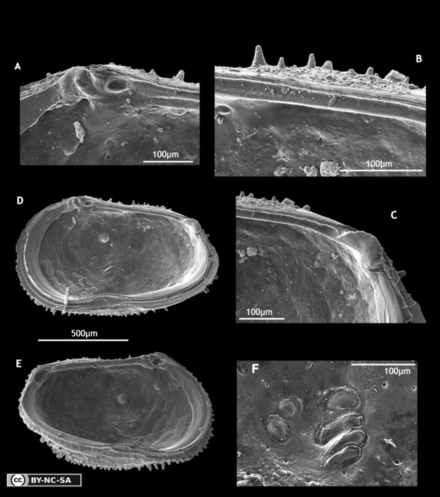 Lectotype of Cythereis echinata Sars, 1866 rom Brandão & Karanovic, 2015 Lectotype of Cythereis echinata Sars, 1866 rom Brandão & Karanovic, 2015