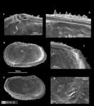 Lectotype of Cythereis echinata Sars, 1866 rom Brandão & Karanovic, 2015