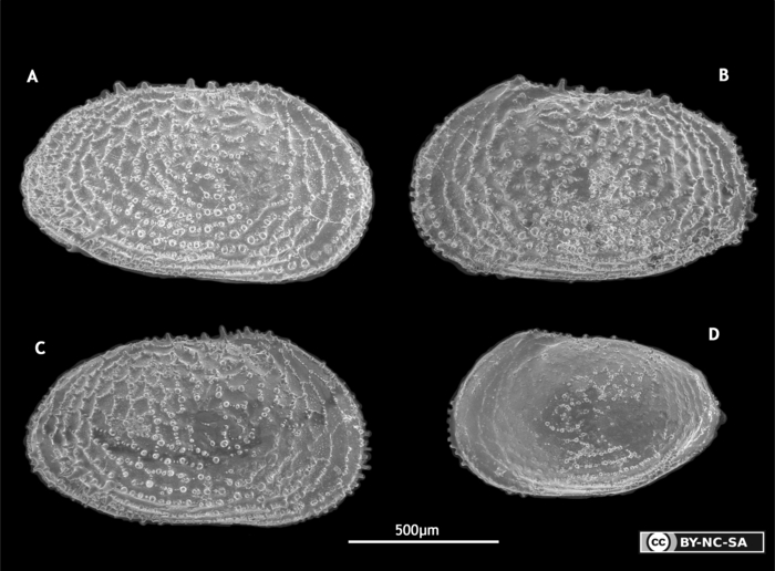 Paralectotypes  of Cythereis echinata Sars, 1866 from Brandão &amp; Karanovic, 2015