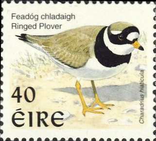 Charadrius hiaticula Charadrius hiaticula