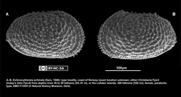 Paralectotype of Cythereis echinata Sars, 1866 from Brandão & Karanovic, 2015 Paralectotype of Cythereis echinata Sars, 1866 from Brandão & Karanovic, 2015
