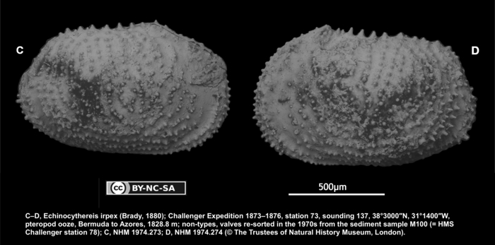  Cythere irpex Brady, 1880 - non types from the type locality