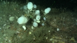Sympagella delauzei