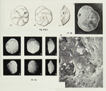 Buccella nuda Margerel, 1968