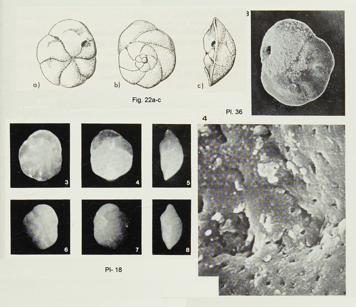 Buccella nuda Margerel, 1968