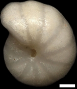Melonis pompilioides (Fichtel & Moll, 1798)