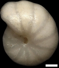 Melonis pompilioides (Fichtel & Moll, 1798)