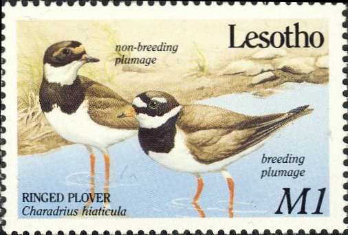 Charadrius hiaticula Charadrius hiaticula