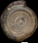 Ammodiscus cretaceus (Reuss, 1845)