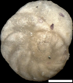 Osangularia schloenbachi (Reuss, 1863)
