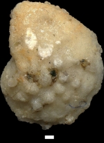 Lenticulina mamilligera (Karrer, 1864)