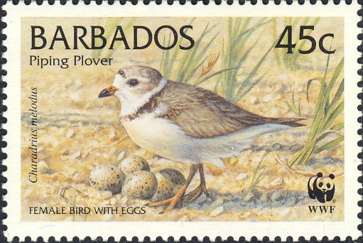 Charadrius melodus