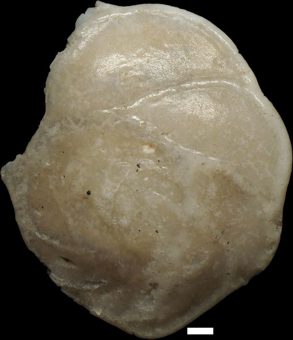 Eponides repandus (Fichtel & Moll, 1798)
