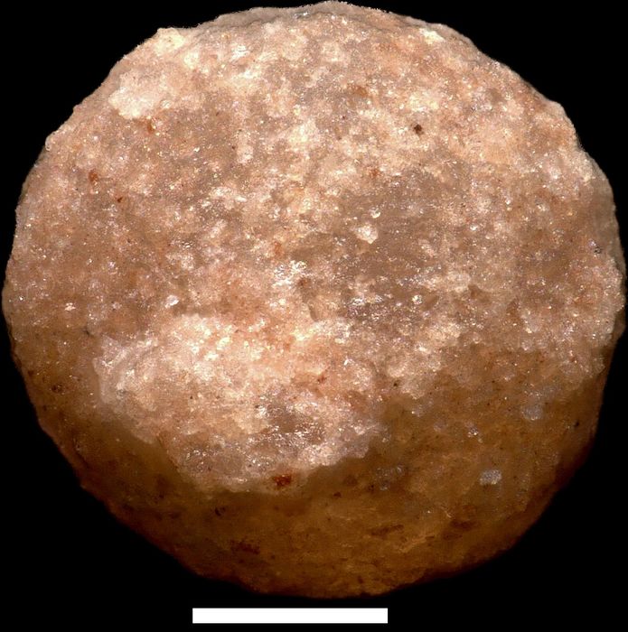 Orbulina neojurensis Karrer, 1867