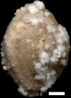 Miliola kostejana (Karrer, 1868)