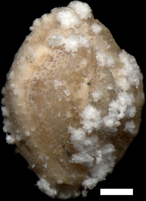 Miliola kostejana (Karrer, 1868)