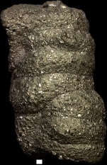 Stylolina lapugyensis Karrer, 1877