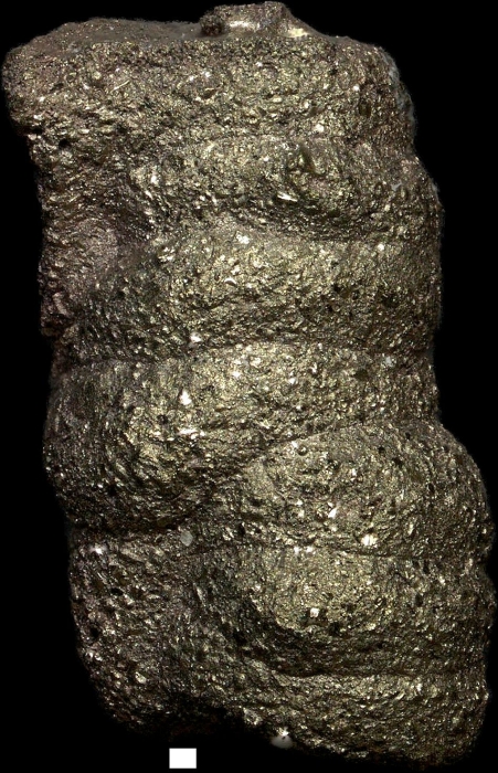 Stylolina lapugyensis Karrer, 1877