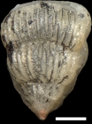Pseudotextularia elegans (Rzehak, 1891)