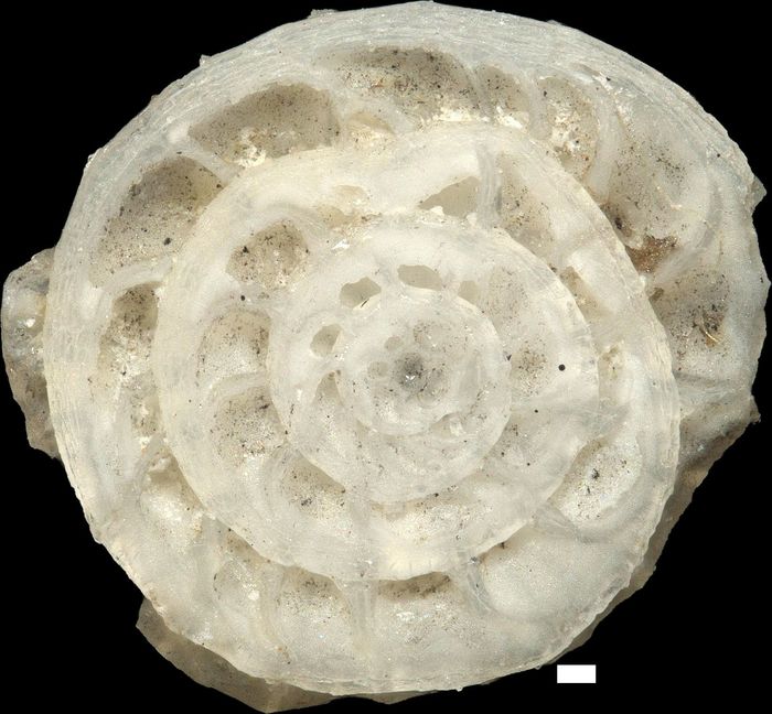 Nummulites venosus (Fichtel & Moll, 1798)