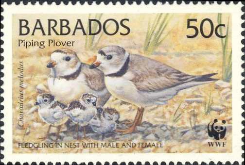 Charadrius melodus