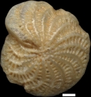 Elphidium macellum (Fichtel & Moll, 1798)