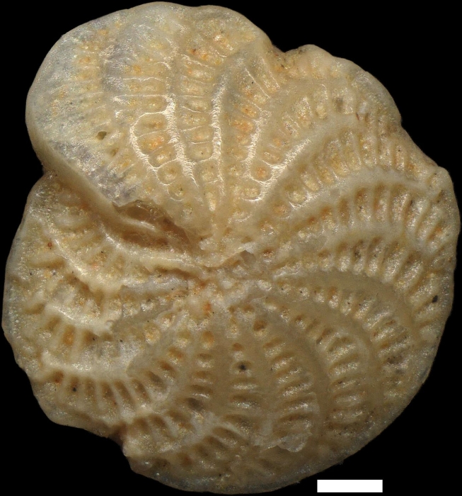 Elphidium macellum (Fichtel & Moll, 1798)