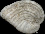 Peneroplis planatus (Fichtel & Moll, 1798)