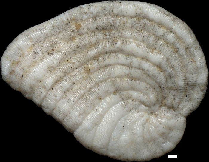 Peneroplis planatus (Fichtel & Moll, 1798)