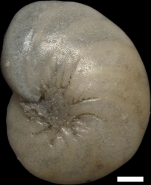Nonion faba (Fichtel & Moll, 1798)