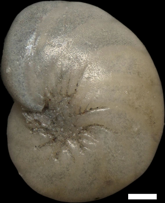 Nonion faba (Fichtel & Moll, 1798)