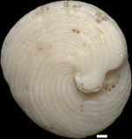 Archaias angulatus (Fichtel & Moll, 1798)