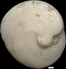 Archaias angulatus (Fichtel & Moll, 1798)