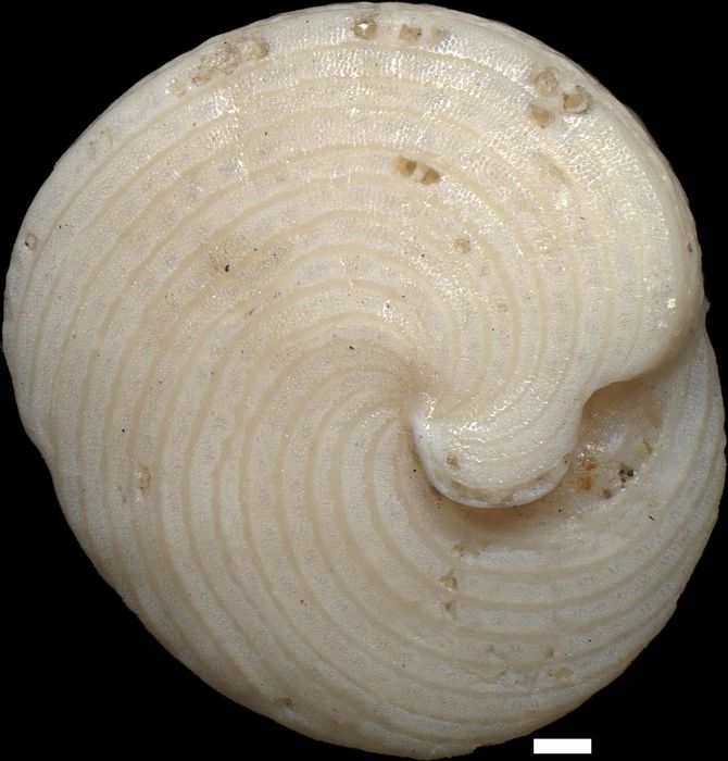 Archaias angulatus (Fichtel & Moll, 1798)