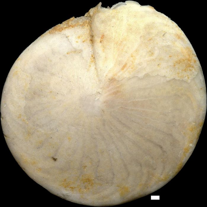 Amphistegina mammilla (Fichtel & Moll, 1798)