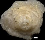 Discorbina karreri Uhlig, 1882