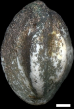 Paralachlanella pilleri Rögl & Briguglio, 2018