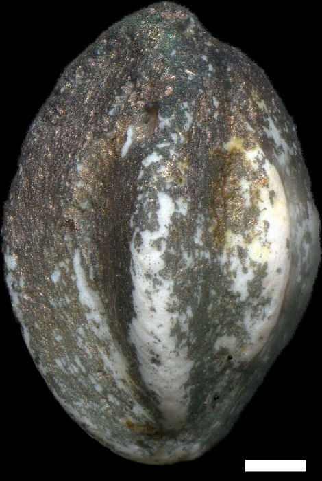 Paralachlanella pilleri Rögl & Briguglio, 2018