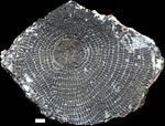 Discocyclina ruppi Less in Rasser et al., 1999