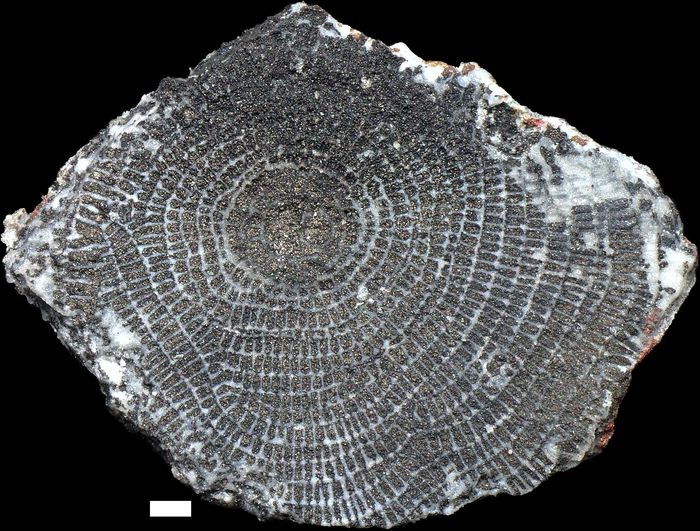 Discocyclina ruppi Less in Rasser et al., 1999