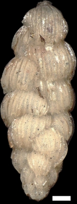 Pappina neudorfensis (Toula, 1900)
