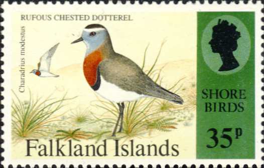 Charadrius modestus Charadrius modestus