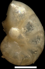 Cushmanella nitida Tollmann, 1957