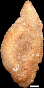 Ophthalmidium triadicum (Kristan, 1957)