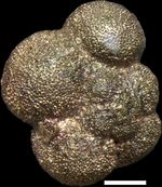 Globigerinella wagneri (Rögl, 1994)