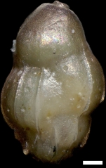 Uvigerina popescui Rögl in Cicha et al., 1998