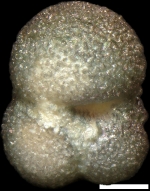 Globigerina steiningeri Rögl in Rögl & Nagymarosy, 2004