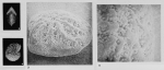 Elphidium tersae Margerel, 1968