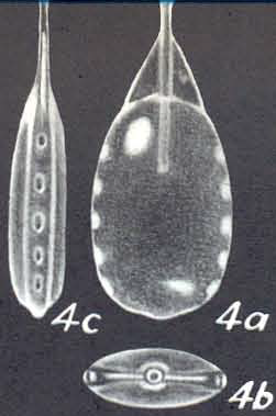 Lagenosolenia ambita, McCulloch, 1977 Holotype (AHF 396) Plate 51 fig.4 drawing 